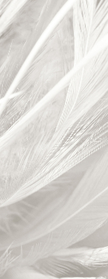 Store intérieur Plumes