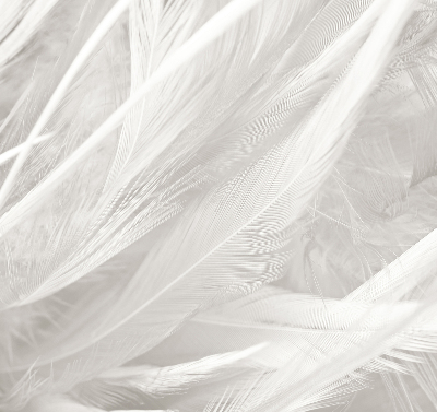 Store intérieur Plumes