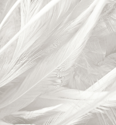 Store intérieur Plumes