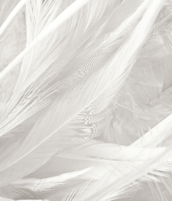 Store intérieur Plumes