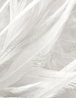 Store intérieur Plumes