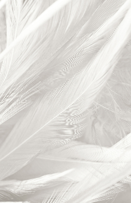 Store intérieur Plumes