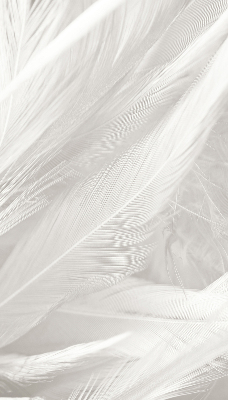 Store intérieur Plumes