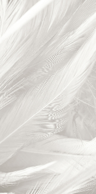 Store intérieur Plumes