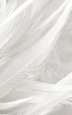 Store intérieur Plumes