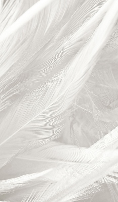 Store intérieur Plumes