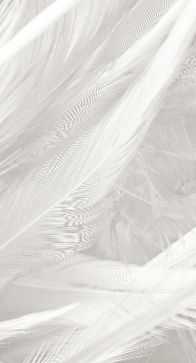 Store intérieur Plumes