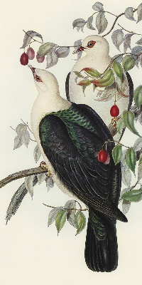 Store enrouleur Oiseaux sur une branche