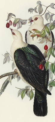 Store enrouleur Oiseaux sur une branche