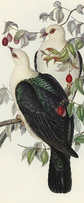 Store enrouleur Oiseaux sur une branche