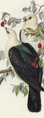 Store enrouleur Oiseaux sur une branche