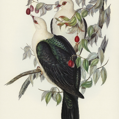 Store enrouleur Oiseaux sur une branche