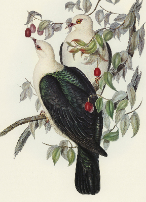 Store enrouleur Oiseaux sur une branche