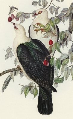 Store enrouleur Oiseaux sur une branche