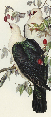 Store enrouleur Oiseaux sur une branche