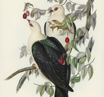 Store enrouleur Oiseaux sur une branche