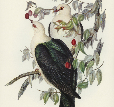 Store enrouleur Oiseaux sur une branche