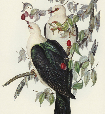 Store enrouleur Oiseaux sur une branche