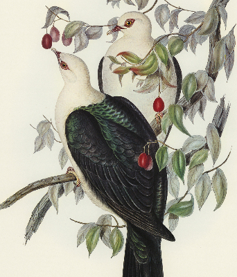 Store enrouleur Oiseaux sur une branche