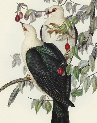 Store enrouleur Oiseaux sur une branche