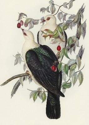 Store enrouleur Oiseaux sur une branche