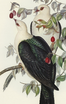 Store enrouleur Oiseaux sur une branche