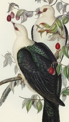 Store enrouleur Oiseaux sur une branche