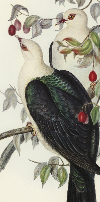 Store enrouleur Oiseaux sur une branche