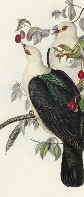 Store enrouleur Oiseaux sur une branche