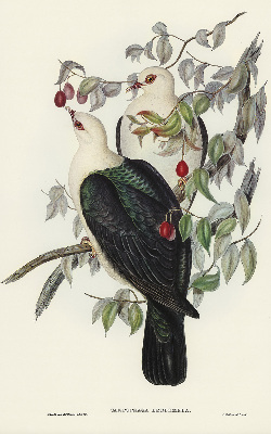 Store enrouleur Oiseaux sur une branche