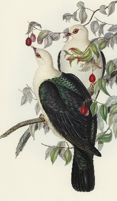 Store enrouleur Oiseaux sur une branche