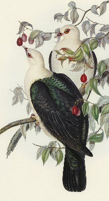 Store enrouleur Oiseaux sur une branche