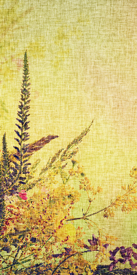 Store intérieur Plantes