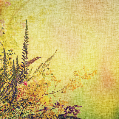 Store intérieur Plantes