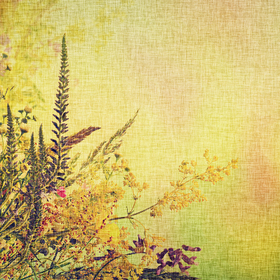 Store intérieur Plantes