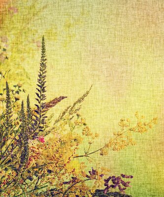 Store intérieur Plantes