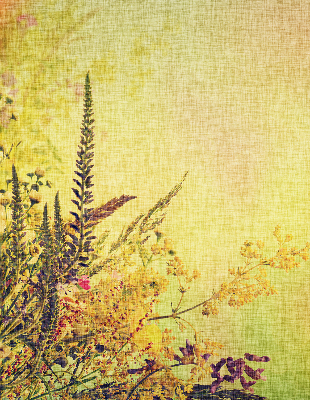 Store intérieur Plantes