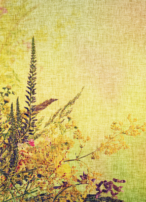 Store intérieur Plantes