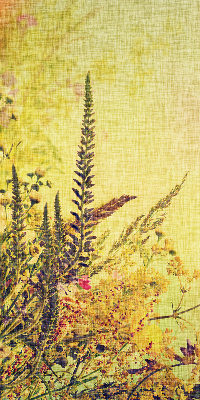 Store intérieur Plantes