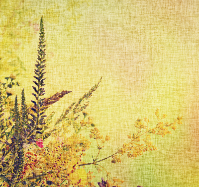 Store intérieur Plantes