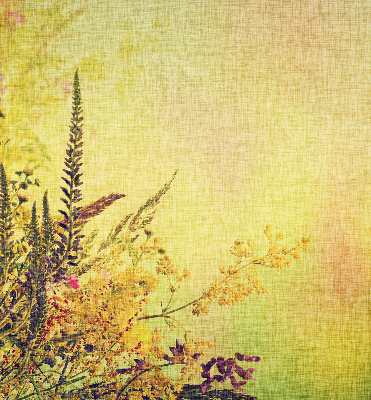 Store intérieur Plantes