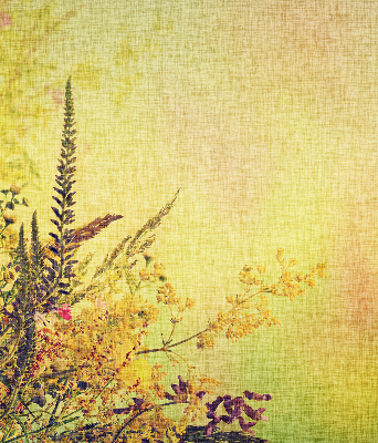 Store intérieur Plantes