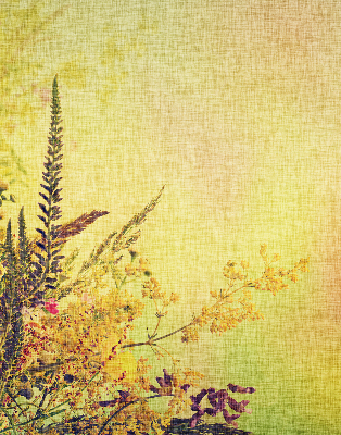 Store intérieur Plantes