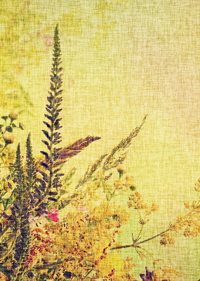 Store intérieur Plantes