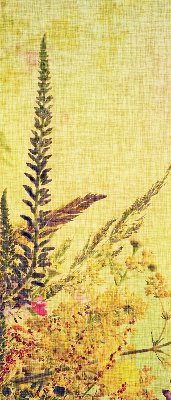 Store intérieur Plantes