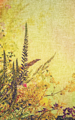 Store intérieur Plantes