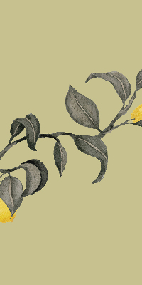 Store enrouleur Citrons sur l'arbre