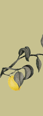 Store enrouleur Citrons sur l'arbre