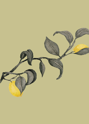 Store enrouleur Citrons sur l'arbre