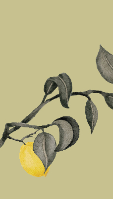 Store enrouleur Citrons sur l'arbre